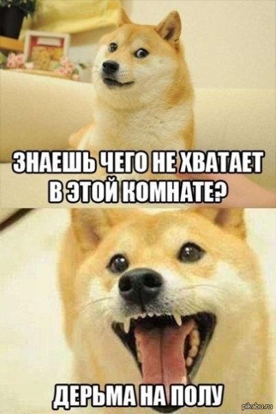 Собака с мема