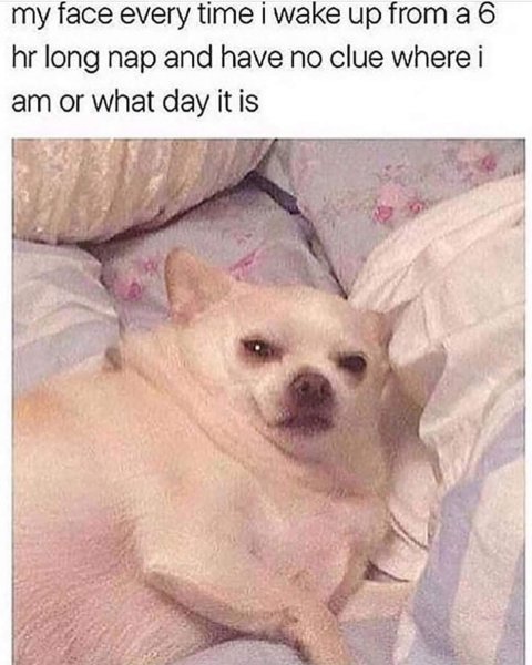 Собака проснулась