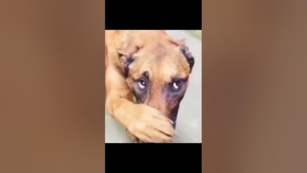 Собака закрывает нос