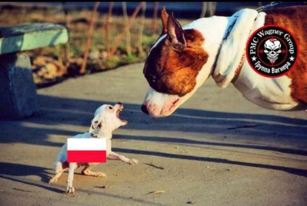 Маленькие тявкающие собачки