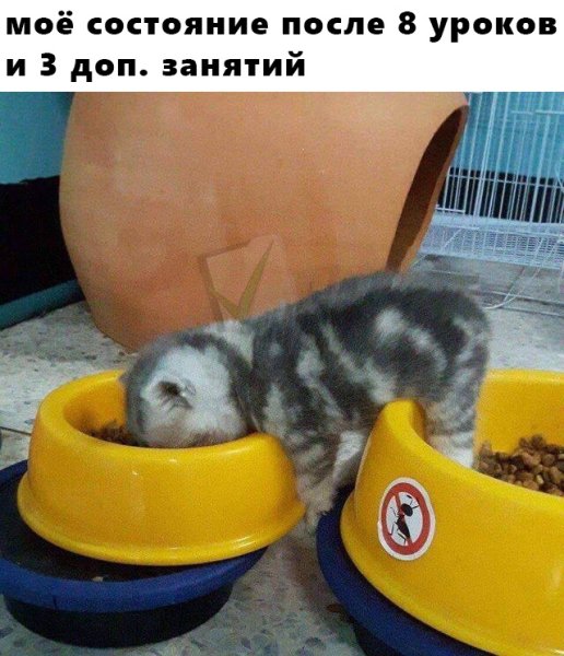 Наелся и спит Мем