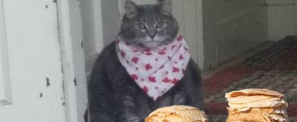 Толстый кот Мем кушац