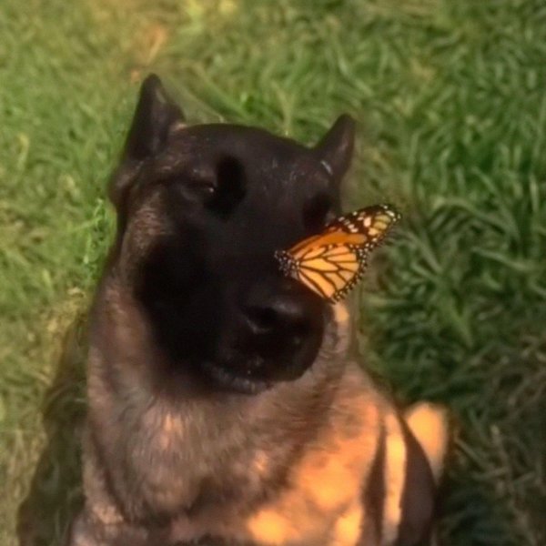 Собака бабочка