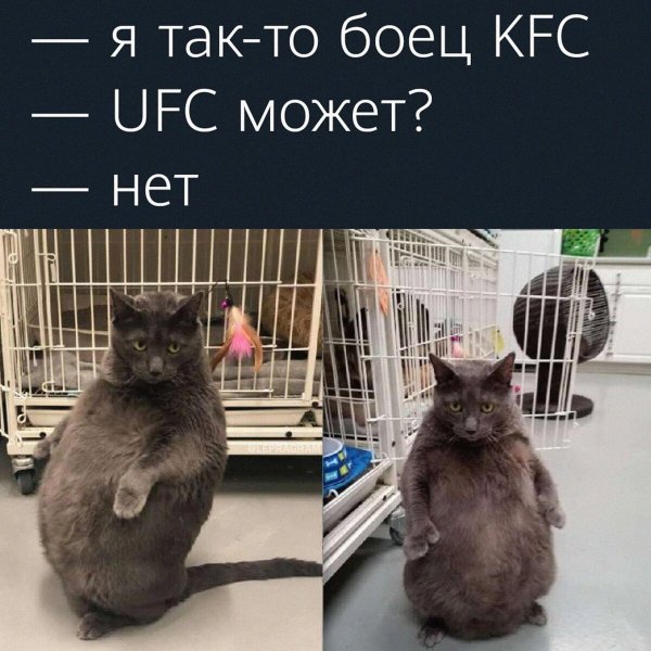 Мой внутренний зверь Мем