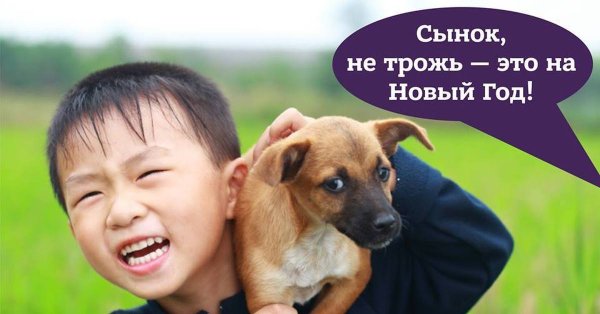 Мемы про корейцев и собак