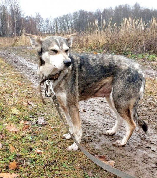 Проскочим на серый собаки Мем
