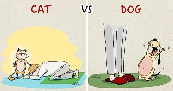 Отличие кошки от собаки