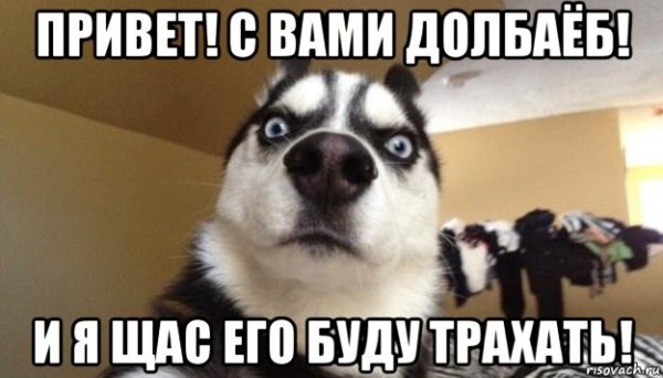 Собака удивляка Мем