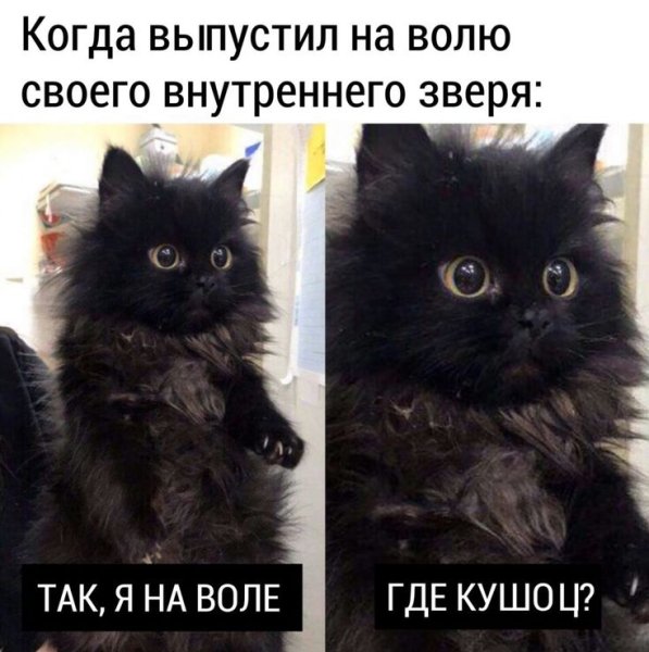 Кушац Мем кот