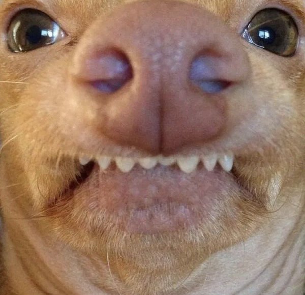 Прикольные морды