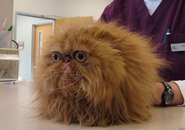 Экзот экстремал длинношерстный