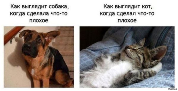 Кошки и собаки юмор
