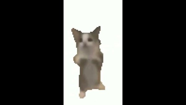 Кот танцует