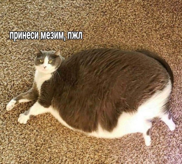 Толстый кот Мем