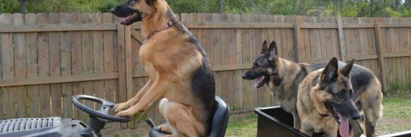 Немецкая овчарка медалист