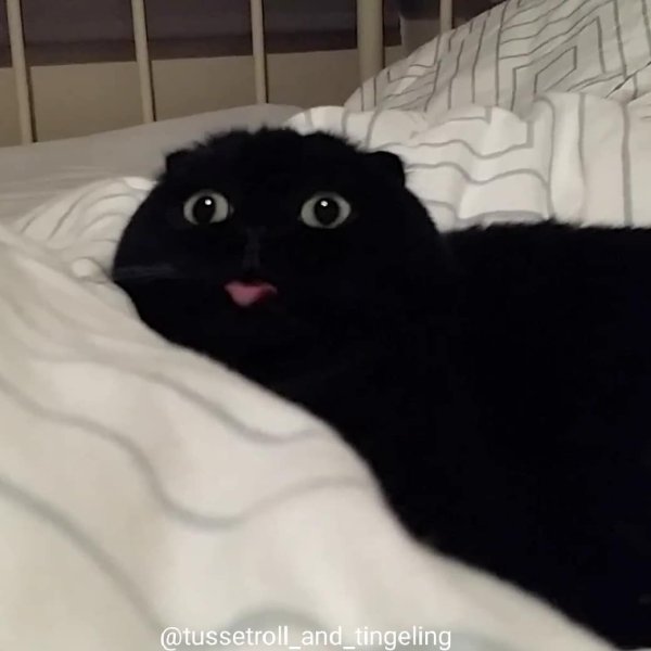 Черный котик показывает язык