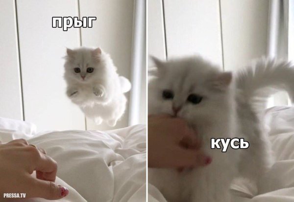 Мемы с котятами