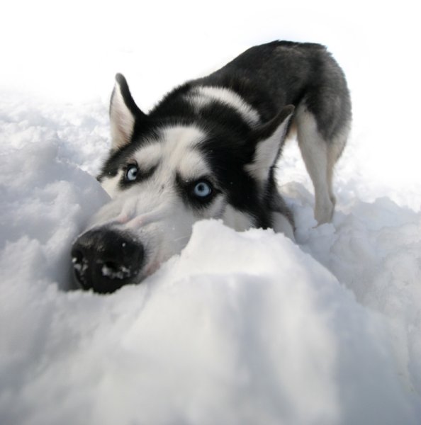 Помогай весне ешь снег