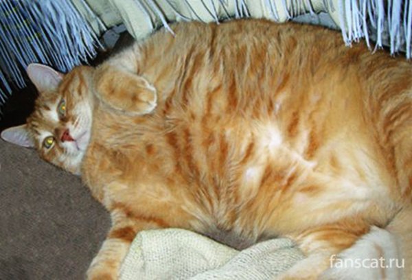 Толстый рыжий кот