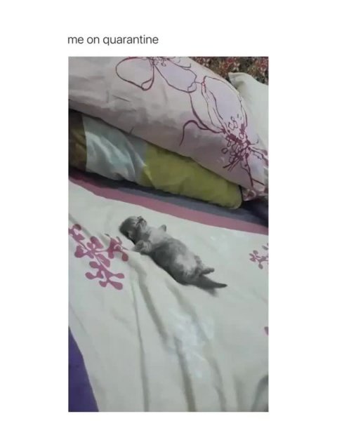 Ноевся и спит