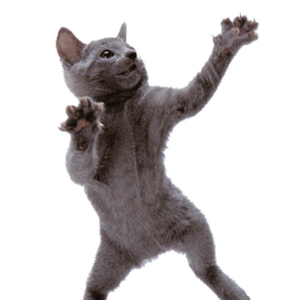 Танцующий котик