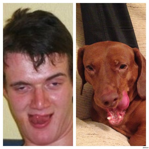 Лицо собаки