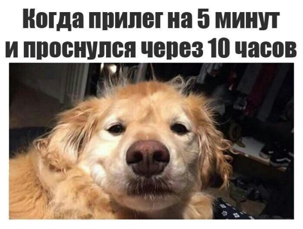 Смешные животные мемы с надписями