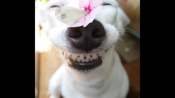 Самака с бабочкой на носу