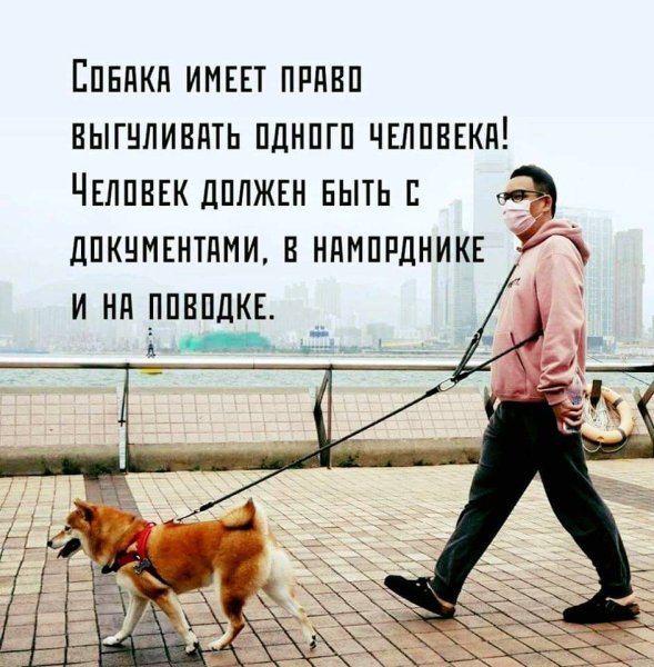 Собака выгуливает человека прикол