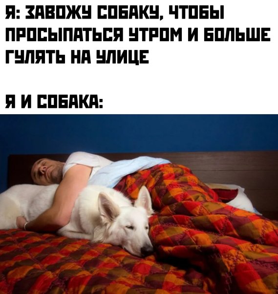 Собака проснулась