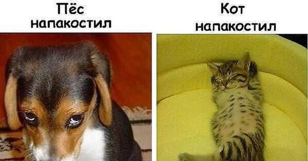 Кот напакостил