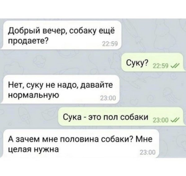 Шутка про пол собаки