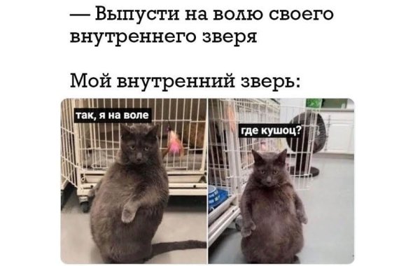 Мем кот выпусти внутреннего зверя