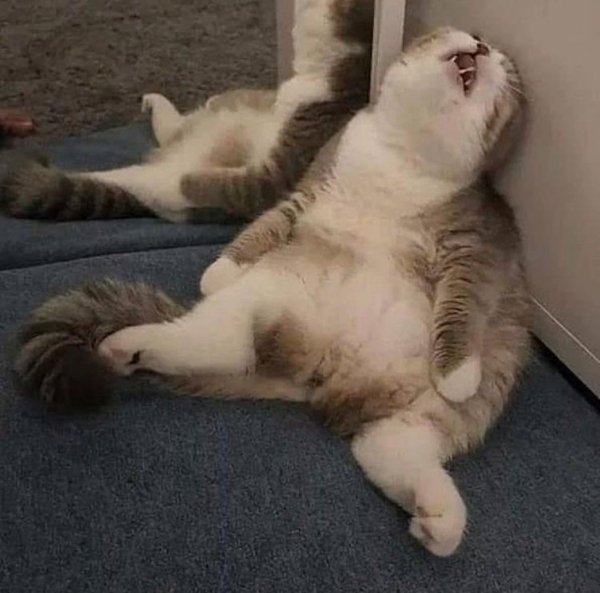 Уставший кот