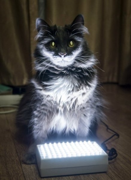 Котик с лампой