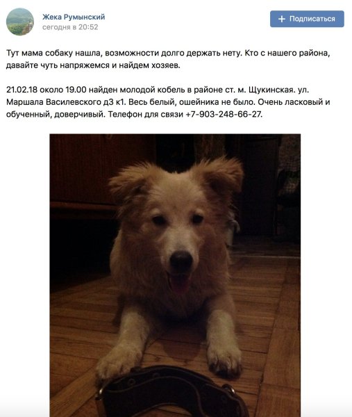 Мемы про Каца и собак