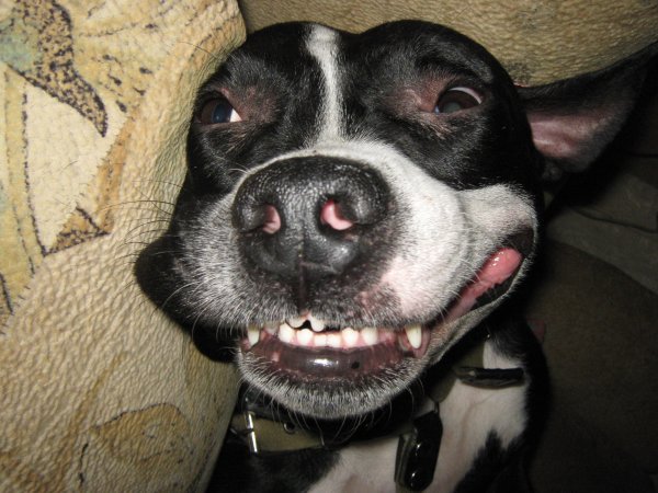 Собака улыбается