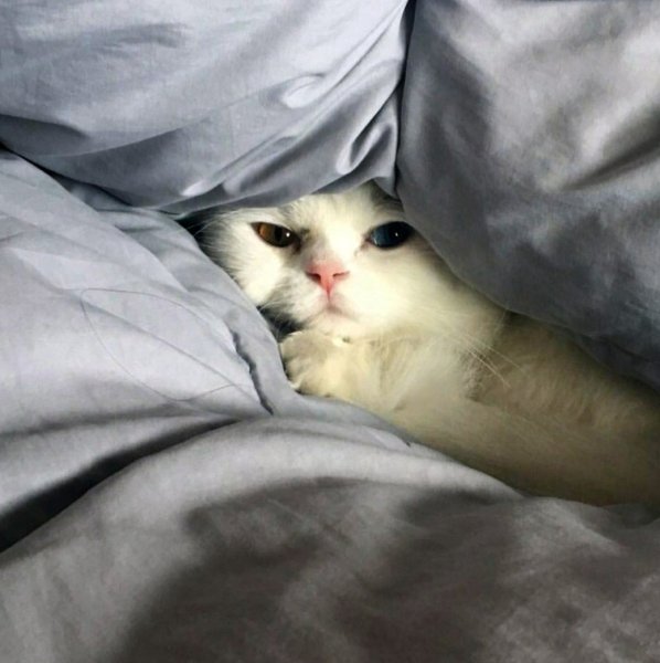 Спокойный кот