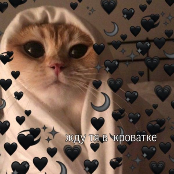 Милые пикчи с котиками