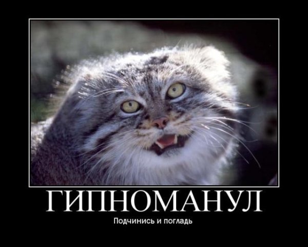 Манул погладь кота