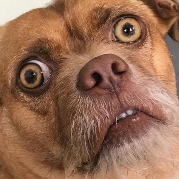 Испуганная собака