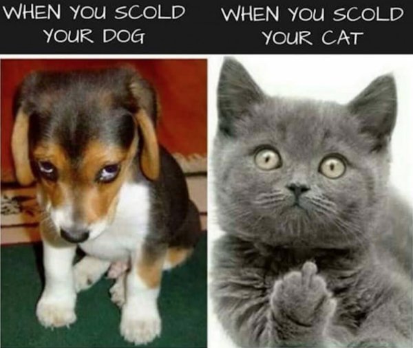 Мемы про котов и собак