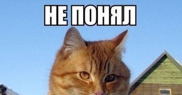 Рыжий кот Мем