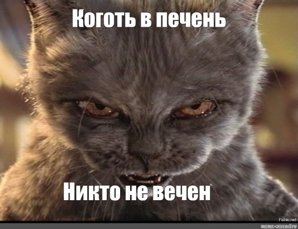 Злой кот мемы