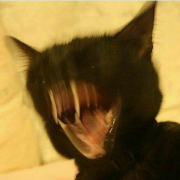 Черный кот орет