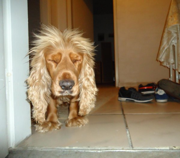 Смешные собаки просыпаются