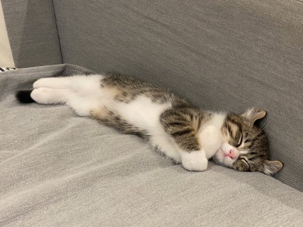 Кот наелся и спит