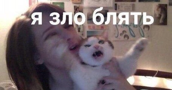 Я зло я ярость кот Мем