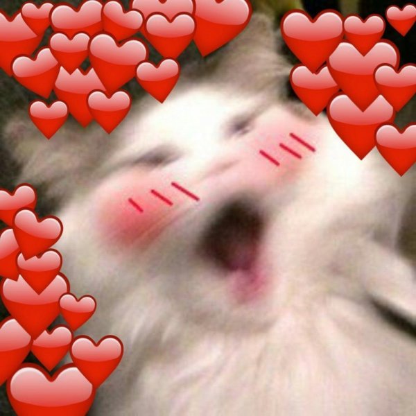 Пикчи с котиками и сердечками