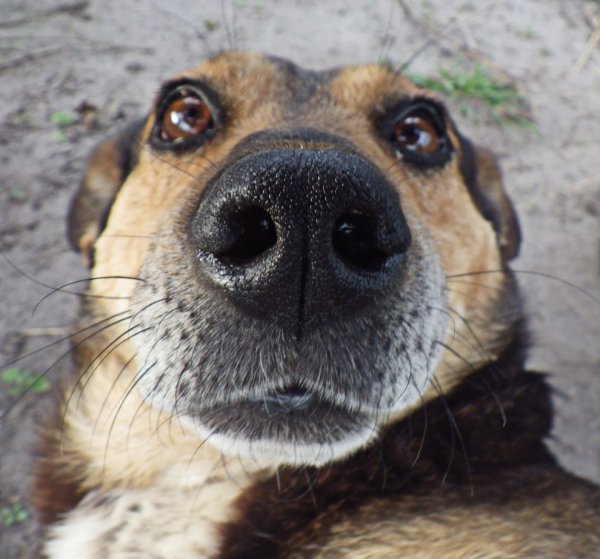 Бобик собака